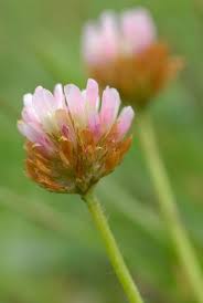 Attēlu rezultāti vaicājumam “Trifolium fragiferum”