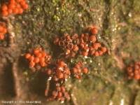 Attēlu rezultāti vaicājumam “Neonectria coccinea”