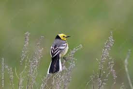 Attēlu rezultāti vaicājumam “Motacilla citreola male”