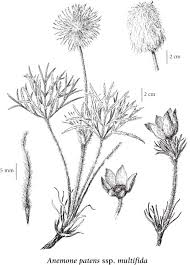 Attēlu rezultāti vaicājumam “Pulsatilla patens leaf”