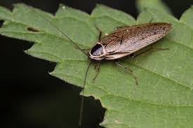 Attēlu rezultāti vaicājumam “Ectobius sylvestris”