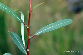 Attēlu rezultāti vaicājumam “Salix triandra”