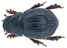 Attēlu rezultāti vaicājumam “Aegialia arenaria”