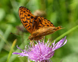 Attēlu rezultāti vaicājumam “Argynnis adippe male”