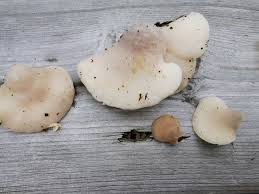 Attēlu rezultāti vaicājumam “Tyromyces chioneus”