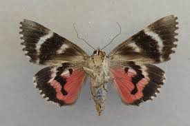 Attēlu rezultāti vaicājumam “Catocala sponsa”