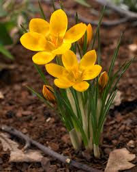 Attēlu rezultāti vaicājumam “Crocus”