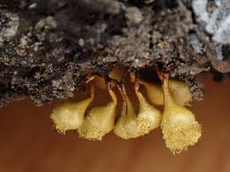 Attēlu rezultāti vaicājumam “Hemitrichia clavata macro”