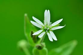 Attēlu rezultāti vaicājumam “Myosoton aquaticum”