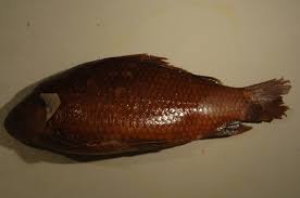 Image result for Ictiobus niger