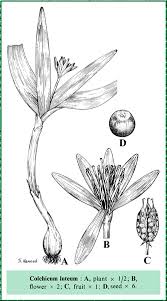 Attēlu rezultāti vaicājumam “Colchicum luteum flower”