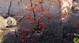 Attēlu rezultāti vaicājumam “Nectria episphaeria”