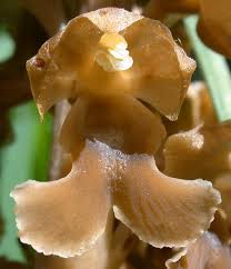 Attēlu rezultāti vaicājumam “Neottia nidus-avis”