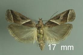 Attēlu rezultāti vaicājumam “Nyctegretis lineana”