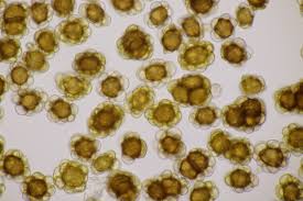 Attēlu rezultāti vaicājumam “Urocystis anemones spores”