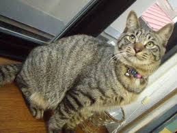 猫次郎o에 대한 이미지 검색결과