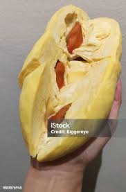 Attēlu rezultāti vaicājumam “Langermania gigantea”