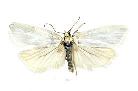 Attēlu rezultāti vaicājumam “Eana incanana”