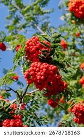 Attēlu rezultāti vaicājumam “Sorbus aucuparia fruit”