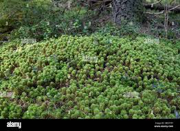 Attēlu rezultāti vaicājumam “Sphagnum wulfianum”