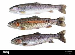 Image result for Oncorhynchus mykiss