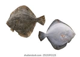 Image result for Scophthalmus maximus