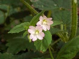 Attēlu rezultāti vaicājumam “Epilobium montanum flower”