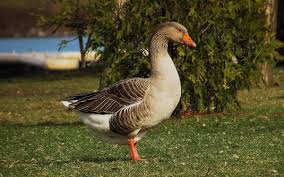 Attēlu rezultāti vaicājumam “Anseriformes”