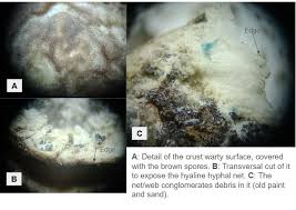 Attēlu rezultāti vaicājumam “Coniophora puteana”