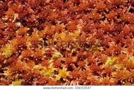 Attēlu rezultāti vaicājumam “Sphagnum papillosum”