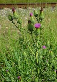 Attēlu rezultāti vaicājumam “Cirsium vulgare”