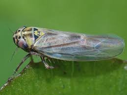 Attēlu rezultāti vaicājumam “Macrosteles nymph”