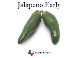 Afbeeldingsresultaat voor jalapeno early hot pepper
