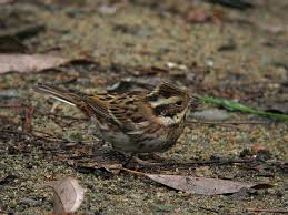 Image result for Emberiza rustica