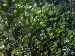 Attēlu rezultāti vaicājumam “Jungermannia hyalina”