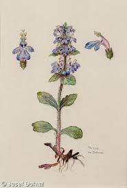 Attēlu rezultāti vaicājumam “Ajuga genevensis”