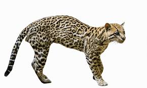 Image result for оцелот