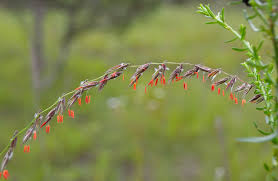 Attēlu rezultāti vaicājumam “Claustria didermoides stalked”