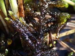 Attēlu rezultāti vaicājumam “Scorpidium scorpioides”