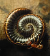 Attēlu rezultāti vaicājumam “Ommatoiulus sabulosus”