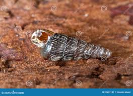 Attēlu rezultāti vaicājumam “Clausiliidae”