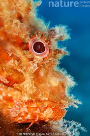 Image result for Scorpaena scrofa