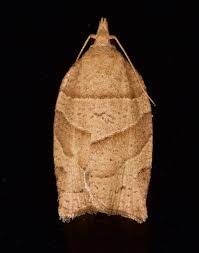 Attēlu rezultāti vaicājumam “Pandemis”