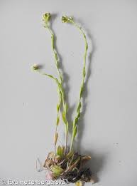 Attēlu rezultāti vaicājumam “Arabis hirsuta fruit”