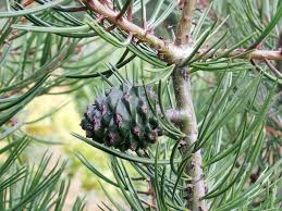 Attēlu rezultāti vaicājumam “Pinus sylvestris leaf”