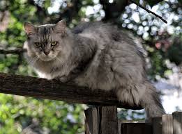 Attēlu rezultāti vaicājumam “Felis silvestris catus adult”