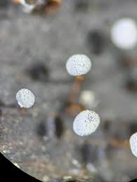 Attēlu rezultāti vaicājumam “Didymium xanthopus spores”