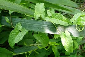 Attēlu rezultāti vaicājumam “Calystegia sepium leaf”