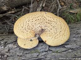 Attēlu rezultāti vaicājumam “Polyporus tuberaster”