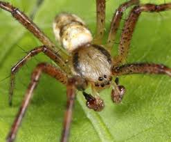 Attēlu rezultāti vaicājumam “Argiope bruennichi female”